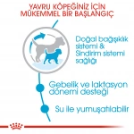Royal Canin Mini Starter Küçük Irk Anne ve Yavru Köpek Maması 3 Kg