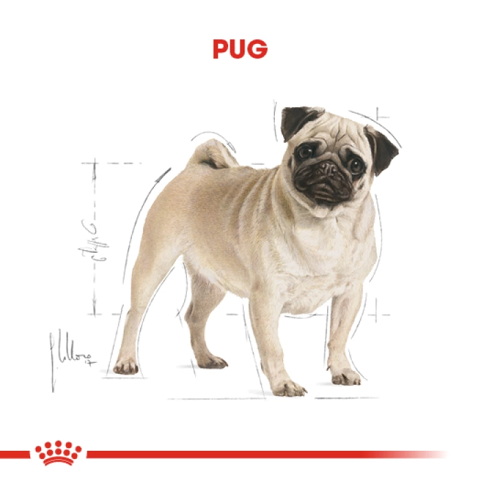 Royal Canin Pug Irkına Özel Yetişkin Köpek Maması 1.5 Kg