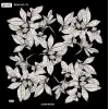 Reyyan İpek 100 cm Desenli Oyalık Yazma (ryyn-442-11)