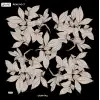 Reyyan İpek 100 cm Desenli Oyalık Yazma (ryyn-442-19)