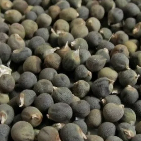 Bamya Tohumu 100 Gr