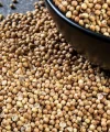 Kişniş Tane 100 Gr