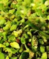 Antep Fıstığı Pirinç 250 Gr