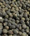 Bamya Tohumu 100 Gr