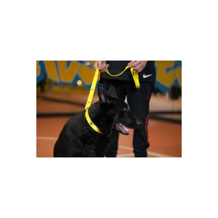 Fenerbahçe Lisanslı Yellow Köpek Gezdirme Tasması, Köpek Gezdirme Kayışı