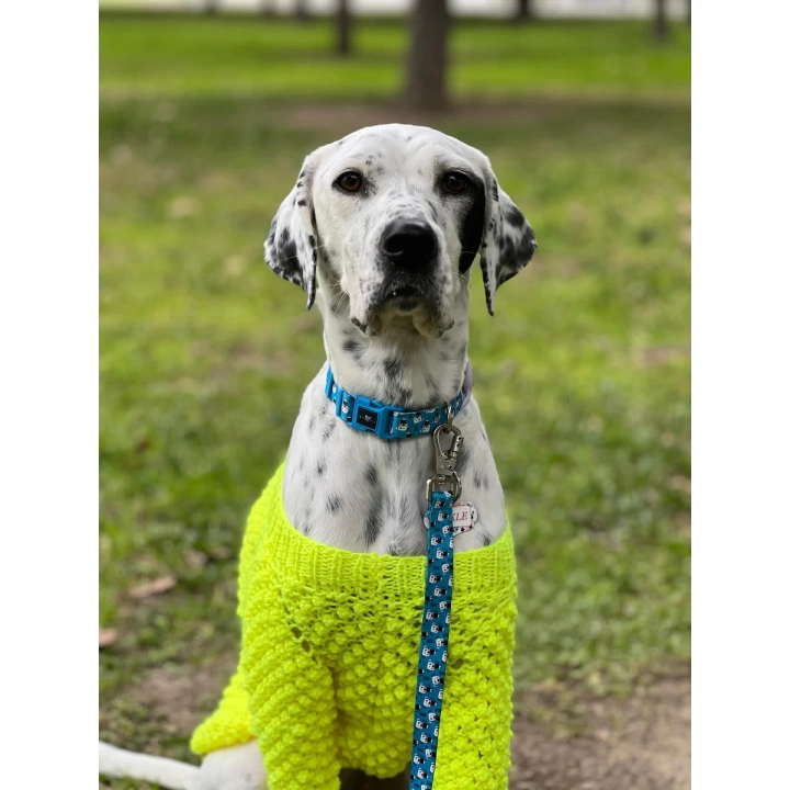 Gimme Serisi Cute Köpek Tasması