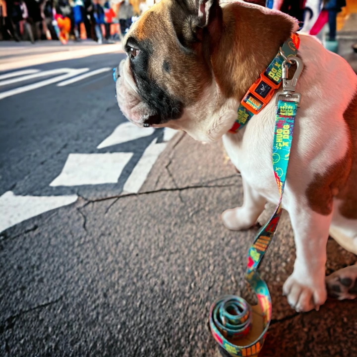 Gimme Serisi Green Köpek Tasması