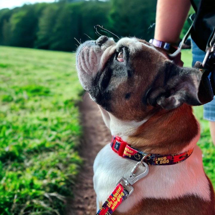 Gimme Serisi Laci Köpek Tasması