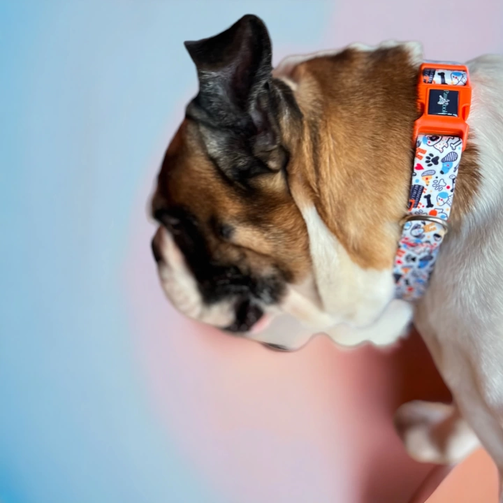 Gimme Serisi Wbone Köpek Tasması