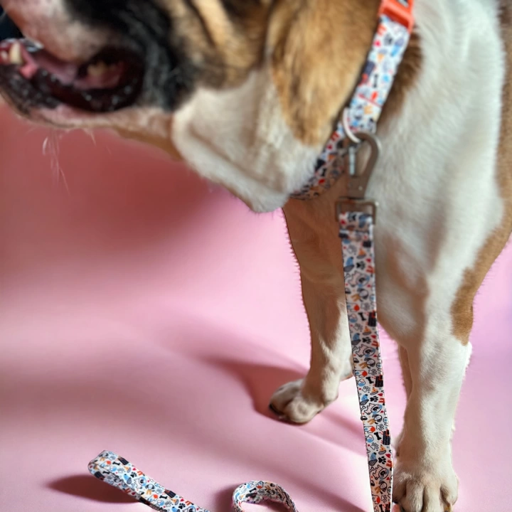 Gimme Serisi Wbone Köpek Tasması