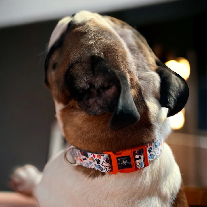 Gimme Serisi Wbone Köpek Tasması