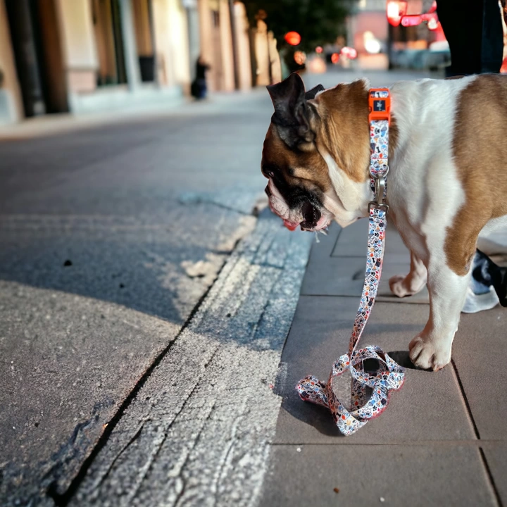 Gimme Serisi Wbone Köpek Tasması