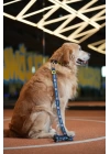 Fenerbahçe Lisanslı Köpek Gezdirme Tasması, Gezdirme Kayışı