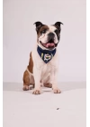 Fenerbahçe Lisanslı Pet Bandana, Köpek Bandanası