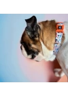 Gimme Serisi Wbone Köpek Tasması