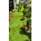 Doğal Görünümlü Suni Yapay Çim Halı ( 30mm - 2395 gram )