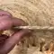 Ottomano Naturel Jüt JR305 El Dokuma Doğal Jüt Dekoratif Halı