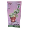 Oceanfour 113-17-24-2 Graptopetalum Çiçek Lego