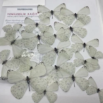 Yenilebilir Kelebek 20