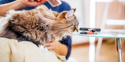 Evde Kedi Besleyenler İçin En Kullanışlı Temizlik Ürünleri