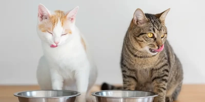 Kedi ve Köpekler İçin Mama Kabı Seçerken Nelere Dikkat Etmelisiniz?