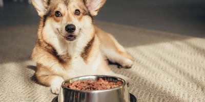 Köpeklerde Gıda Alerjisine Uygun Mama Nasıl Seçilir? Belirtiler ve Alternatifler