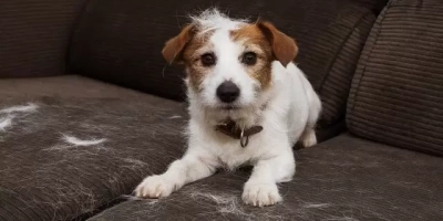 Köpeklerde Mevsimsel Tüy Dökülmesi: Hangi Aylarda Artar ve Nasıl Önlenir?