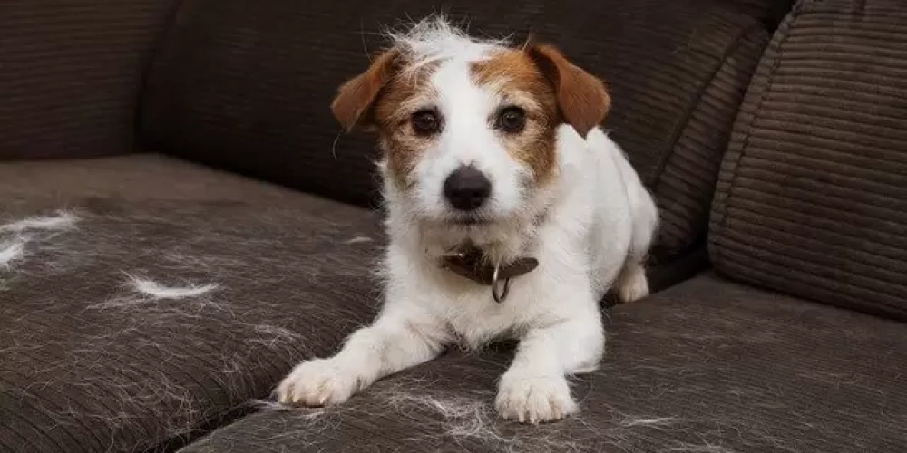 Köpeklerde Mevsimsel Tüy Dökülmesi: Hangi Aylarda Artar ve Nasıl Önlenir?