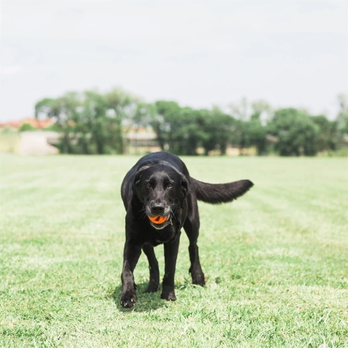 Chuckit! Air Fetch Ball Küçük Irk At Getir Köpek Oyun Topu Orta Boy