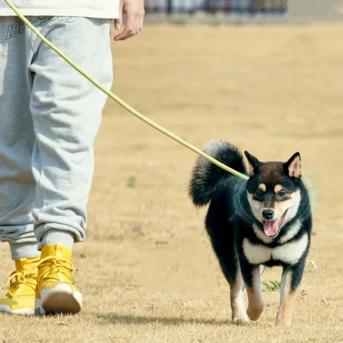 Köpek Boyun Yürüyüş Gezdirme Tasması 1.2x170 cm