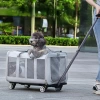 Kedi Köpek İki Taraflı Genişletilebilir ve Taşınabilir Sırt Çantası 15 Kg Kapasiteli