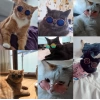 Kedi ve Miniature Köpek Güneş Gözlükleri 8 cm