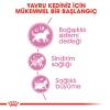 Royal Canin Kitten Yavru Kedi Maması 4 Kg + 85 Gr Yaş Mama