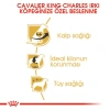 Royal Canin Cavalier King Charles Yetişkin Irk Köpek Maması 1.5 Kg