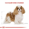 Royal Canin Cavalier King Charles Yetişkin Irk Köpek Maması 1.5 Kg