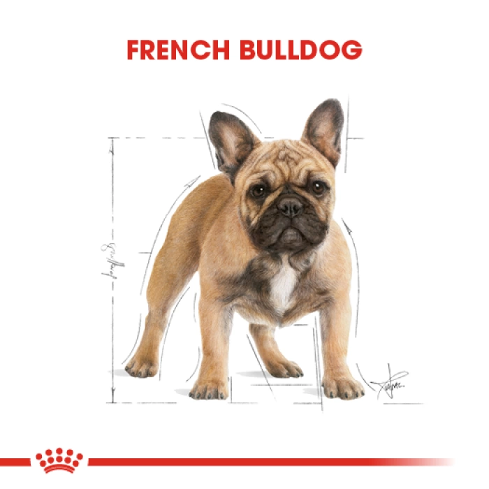 Royal Canin French Bulldog Adult Yetişkin Özel Irk Köpek Maması 3 Kg