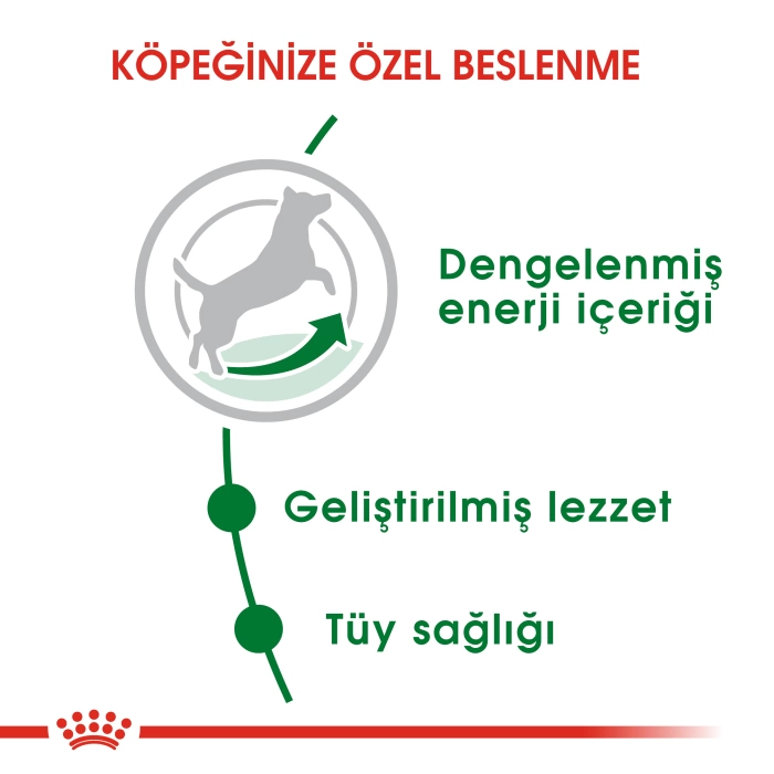 Royal Canin Mini Adult Yetişkin Küçük Irk Yetişkin Köpek Maması 4 Kg