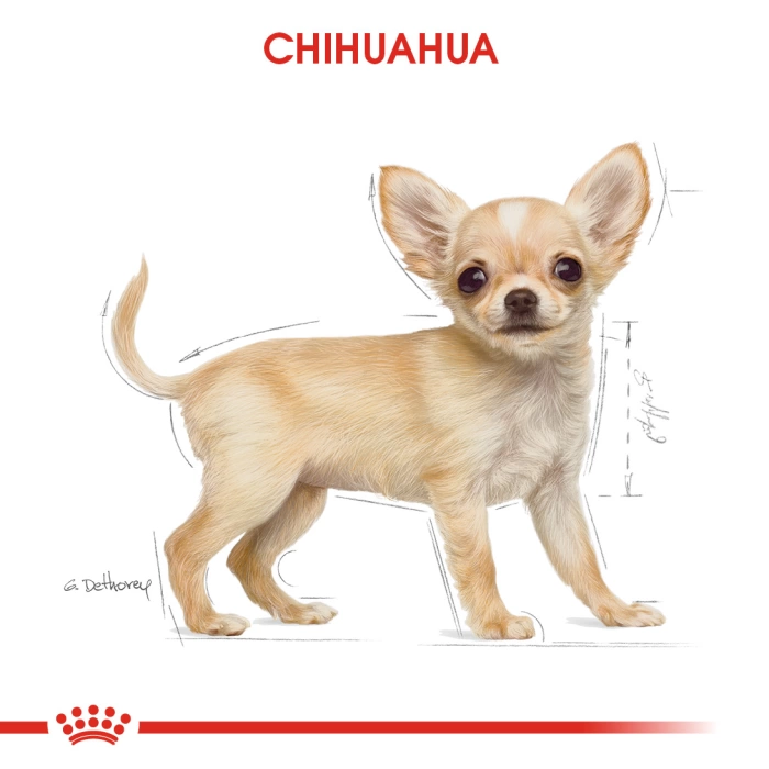 Royal Canin Chihuahua Junior Yavru Köpek Maması 1.5 Kg