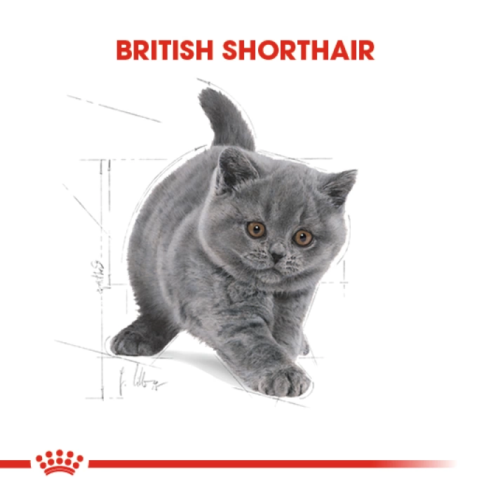 Royal Canin British Shorthair Kitten Yavru Kedi Maması 2 Kg