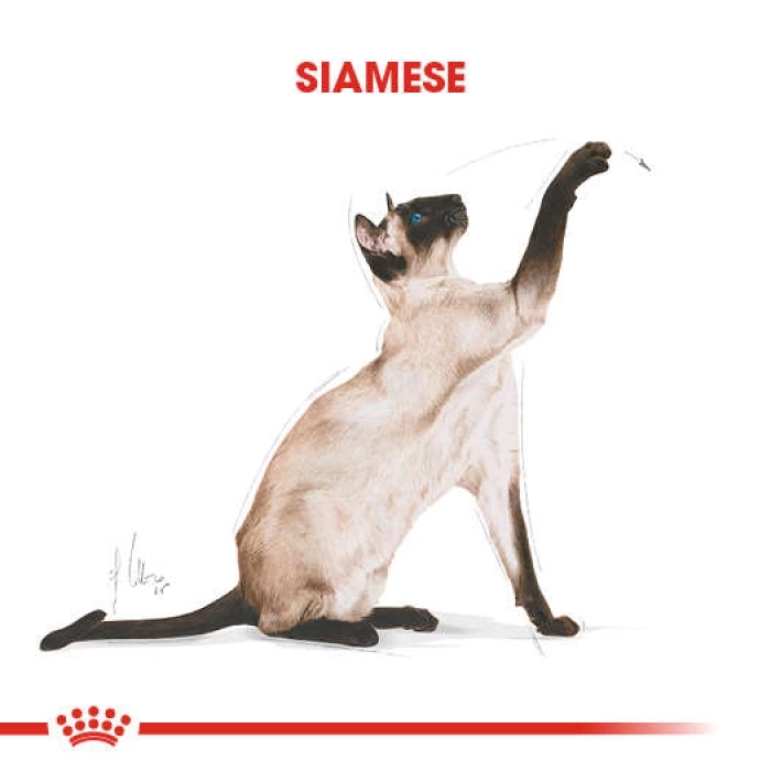 Royal Canin Siamese Siyam Kedilerine Yetişkin Kedi Maması 2 Kg