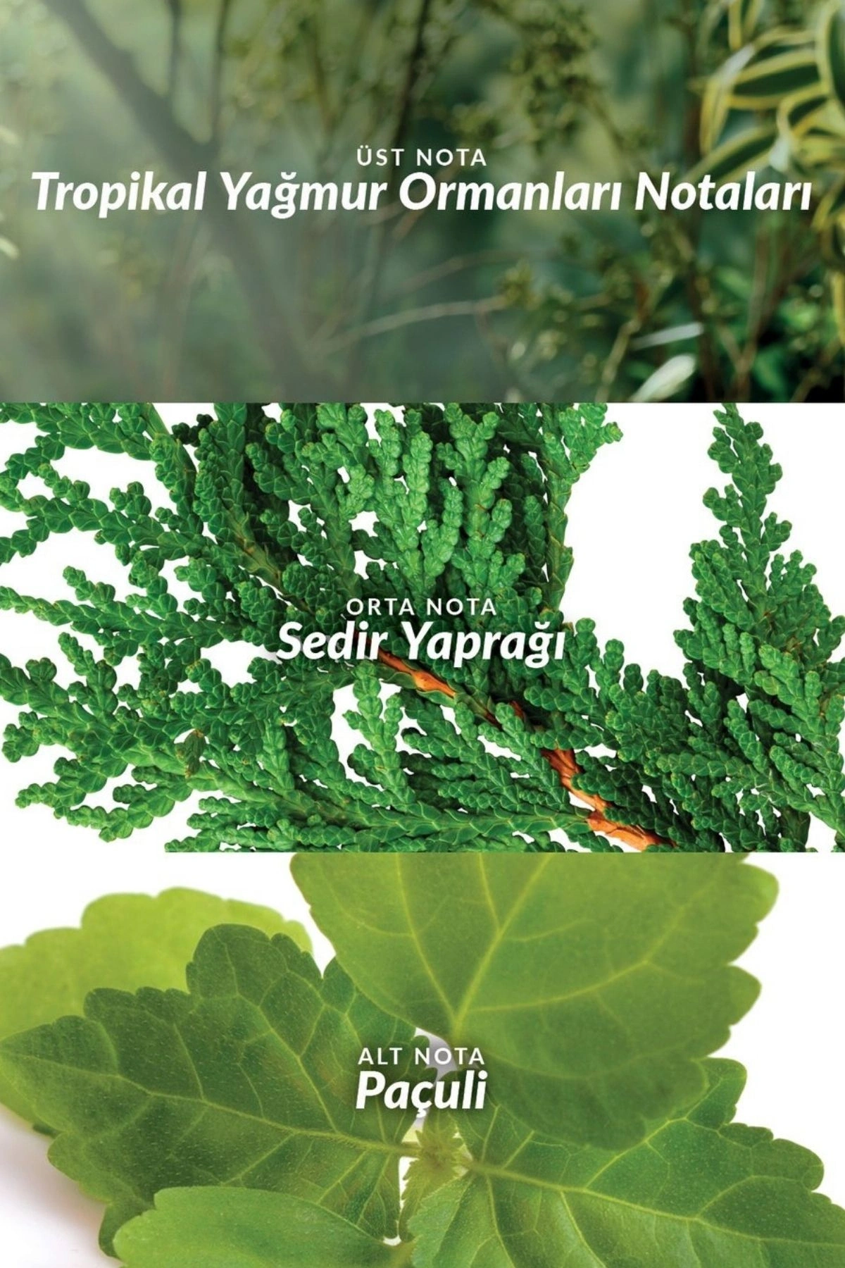 Musk Instinct EDT Erkek Parfüm 75ml