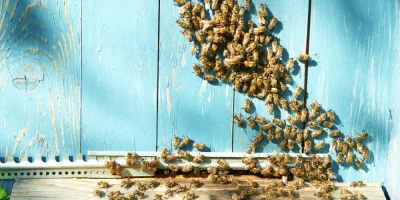 Propolis Ne İşe Yarar?