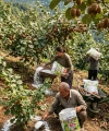 Agroplant Çotanak Bzn Gübre 10 Kg