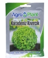 Agroplant Karadeniz Kıvırcık Marul Tohumu 25 Gr