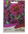 Dahlia Yıldız Çiçeği Tohumu