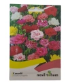 Karanfil Çiçeği Tohumu