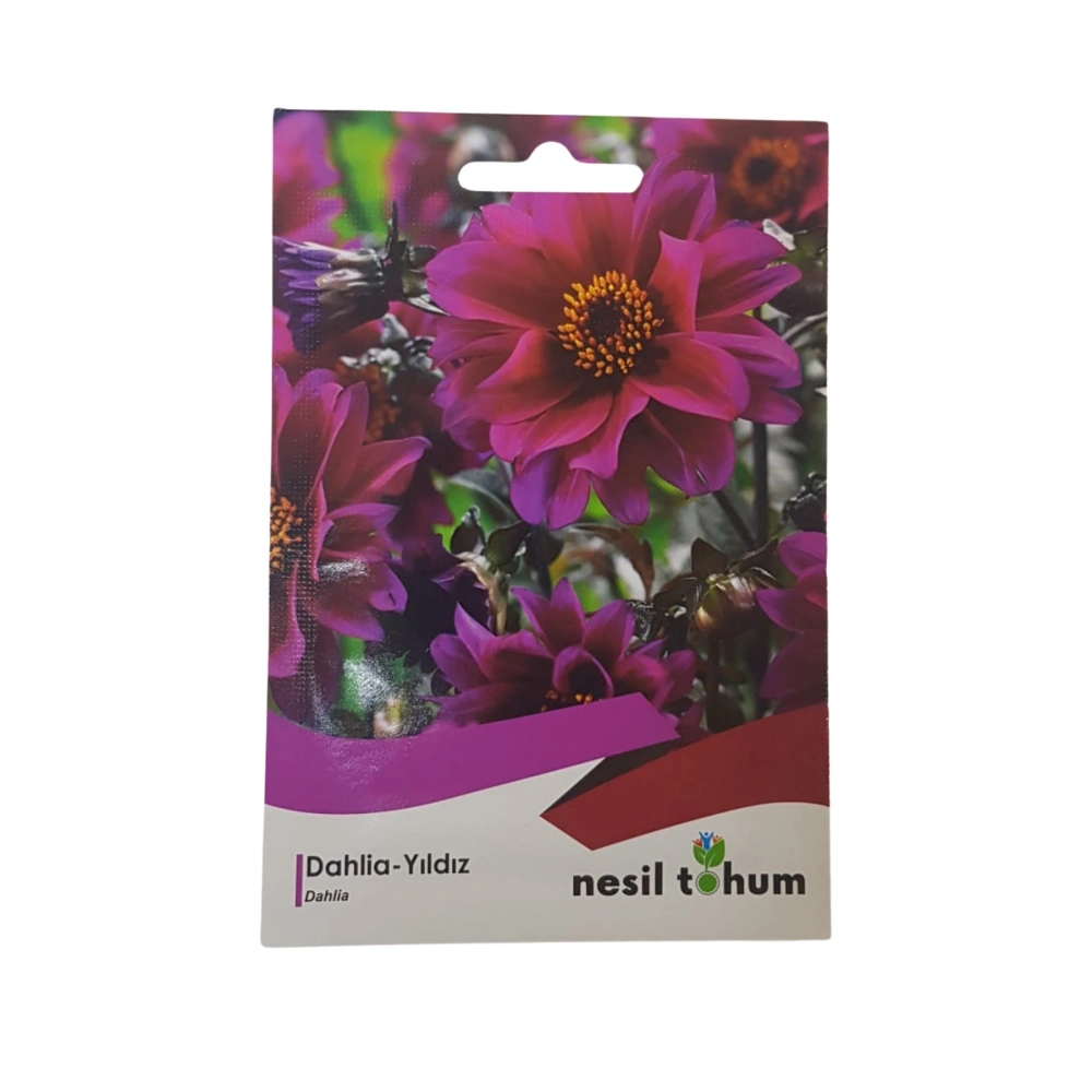 Dahlia Yıldız Çiçeği Tohumu