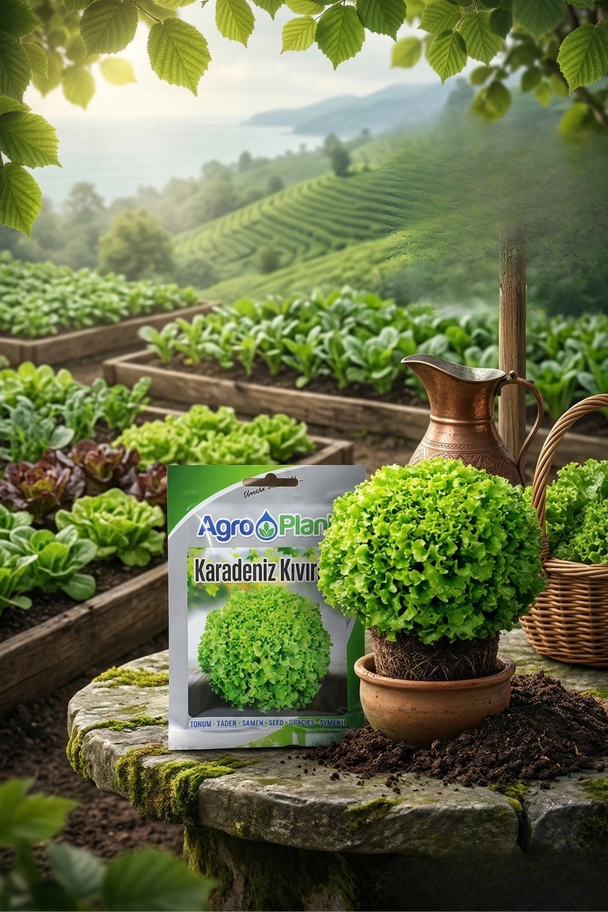 Agroplant Karadeniz Kıvırcık Marul Tohumu 25 Gr