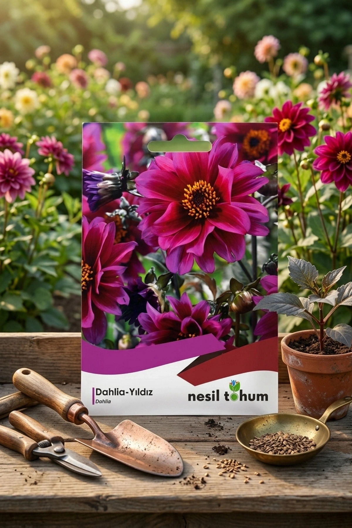 Dahlia Yıldız Çiçeği Tohumu