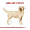 Royal Canin Labrador Retriever Yetişkin Köpek Maması 12 Kg